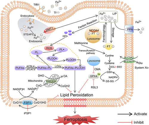 Figure 1 The major induced pathways of ferroptosis. The induced pathways of ferroptosis, including iron metabolism disorder, lipid peroxidation, and failure of antioxidant systems, are summarized. Iron metabolism and lipid metabolism disorders lead to LPO accumulation, the failure of antioxidant systems leads to LPO not being removed in time, and the above process ultimately induces ferroptosis.