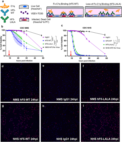 Figure 3. Real-time complement dependent cytotoxicity of hF5-WT and hF5-LALA. Schematic diagram illustrating RT-CDC assay conditions (a). Percent cell viability of Vero cells over the course of VEEV-TC83 infection for 48 h with hF5-WT and hF5-LALA, wells spiked with mouse (b) or human (c) sera at 8hpi (red arrows). % viability = [(number of blue cells – number of red cells)/number of blue cells] *100. Blue signal indicates Hoechst+, red and blue indicates Hoechst+ propidium iodide+. Images of NMS and NHS assays are taken from timecourse videos that span 9-25hpi (hours post infection). All image snapshots are taken at 24hpi. NMS treated hF5-WT (D, S1 video), hIgG1 (E, S2 video), and hF5-LALA (F, S3 video). NHS treated hF5-WT (G, S4 video), hIgG1 (H, S5 video), and hF5-LALA (I, S6 video). CDC activity was pronounced in hF5-WT treated wells with both mouse and human sera, whereas hF5-LALA mutant treatment with mouse or human sera showed significantly reduced cytotoxicity. In CDC-NMS assay, hIgG1 v hF5-WT p < 0.0001, hF5-WT v hF5-LALA p < 0.0001, hIgG1 v hF5-LALA p = 0.0001. In CDC-NHS assay, hIgG1 v hF5-WT and hF5-LALA p < 0.0001, hF5-WT v hF5-LALA p = 0.0013, by paired t-test. Data shown is representative of three or more experiments, each with three technical replicates (b and c), quantified using CellInsight C×7High Content Analysis software. Images (d-i) taken at 10X magnification on a CellInsight C×7High Content imaging platform.