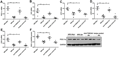 Figure 3 The anti-TWEAK antibody upregulated the expression levels of PGC-1α and its downstream target genes in the kidneys. Thirteen-week-old MRL/lpr mice were treated via intraperitoneal injections of either 2 mg/kg anti-TWEAK antibody or 2 mg/kg isotype control antibody every other day for 56 days. (A–E) PGC-1α and its downstream target genes were detected using quantitative reverse transcription PCR. (F) PGC-1α protein expression was examined using Western blotting; the representative band is displayed. The results are expressed as mean ± SEM; *p < 0.05, **p < 0.01, ***p < 0.001; n = 5/group.