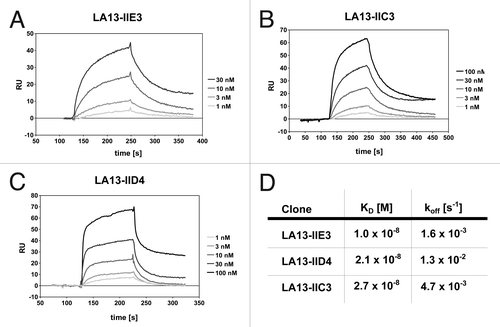 Figure 1. Affinity determination of the CRP specific scFv antibodies by SPR analysis. CRP was covalently coupled to a CM5 sensor chip. Sensorgrams of the CRP specific scFv antibody clones LA13-IIE3 (A), LA13-IIC3 (B) and LA13-IID4 (C) are shown. Four to five scFv concentrations were used to determine the affinity constants KD and off rates koff (D).