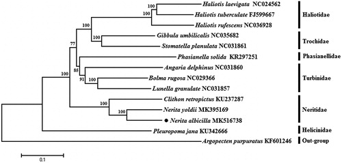 Figure 1. The NJ phylogenetic tree for Nerita albicilla and other species based on 13 protein-coding genes. The black dot indicated the species in this study. The number at each node is the bootstrap probability. The number after the species name is the GenBank accession number.