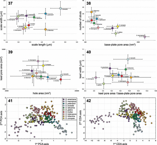 Figs. 37–42. Morphological comparisons and statistical analyses of siliceous scales. Figs 37–40. Scatterplots of morphological features measured in the 10 investigated species; average values and standard deviations are given. Fig. 37. Scatterplot of scale length versus scale width. Fig. 38. Scatterplot of base-plate pore area versus number of struts. Fig. 39. Scatterplot of base hole area versus keel pore area. Fig. 40. Scatterplot of keel pore to base-plate pore area ratio versus keel width. Fig. 41. Principal component analysis (PCA) of the entire measured morphological features dataset. Fig. 42. Canonical discriminant analysis (CDA) of the same dataset.