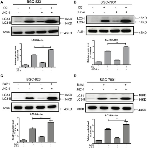 Figure 3 JHC-4 increased LC3-II after pretreatment with autophagic inhibitors. (A) The level of LC3 was detected by Western blot, after BGC-823 cells pretreated with 5 μM of CQ and treated with 50 μg/mL of JHC-4 for another 48 hrs. (B) The level of LC3 was detected by Western blot, after SGC-7901 cells pretreated with 5 μM of CQ and treated with 50 μg/mL of JHC-4 for another 48 hrs. (C) The level of LC3 was detected by Western blot, after BGC-823 cells pretreated with 100 nM of BafA1 and treated with 50 μg/mL of JHC-4 for another 48 hrs. (D) The level of LC3 was detected by Western blot, after SGC-7901 cells pretreated with 100 nM of BafA1 and treated with 50 μg/mL of JHC-4 for another 48 hrs. The data are expressed as the mean ± S.D. of three independent experiments. *Indicates a significant difference from control by Student’s t-test analysis, ***P<0.001.