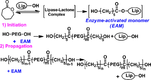 Scheme 1. Route and mechanism of the lipase-catalysed ROP of ε-CL.