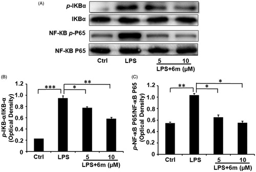 Figure 6. (A) The inhibitory effects of 6 m on phosphorylation of IκBα and p65 in LPS-stimulated BV2 microglia cells. (B) The relative expression of p-IκB-α and IκB-α. (C) The relative expression of p-NF-κB and p65/NF-κB p65. Statistical significance is indicated: *p < .05, **p < .01, ***p < .01 versus LPS group (one-way ANOVA followed by Dunnett’s test). The data are representative of three independent experiments.