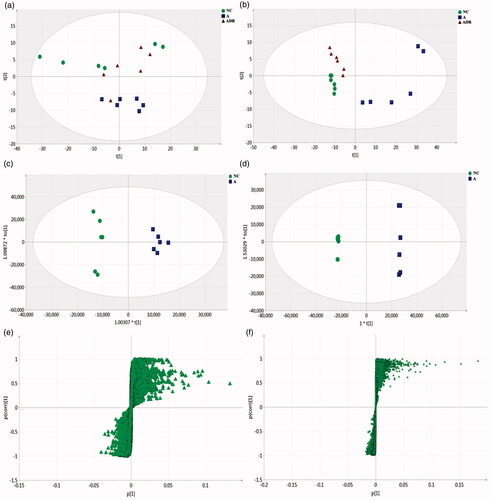 Figure 3. Effect of Chinese yam on the fecal metabolomics of antibiotic-induced intestinal dysbiosis in rats. (a, b) PCA: (a), Positive mode (R2X = 0.752, Q2 = 0.468); (b), Negative mode (R2X = 0.952, Q2 = 0.874). The metabolic profile of the ADR group was significantly different from that of the A group, but similar to the NC group, indicating that the bias induced by antibiotics was significantly improved after ADR intervention. (c, d) OPLS-DA: (c) positive mode (R2X = 0.69, R2Y = 0.981, Q2 = 0.884); (d), negative mode (R2X = 0.944, R2Y = 1, Q2 = 0.978). The sample points of the NC and A groups were obviously separated in the scoring chart, which indicates that the antibiotics have an obvious effect on the metabolism of the NC group rats, which has analytical value. (e, f) S-Plot: (e), positive mode; (f), negative mode. In the S-plot load graph, metabolite points that are significantly far from the origin (VIP > 1; p < .05) were selected as potential markers and then screened and identified by the online database.