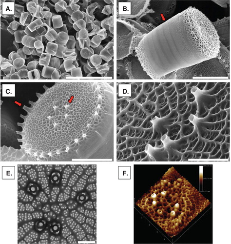Figure 1. Topography of the marine diatom Thalassiosira weissflogii. (A – D) Scanning electron microscopy utilized to visualize diatom frustules. (A) Diatoms are abundant both marginal and amenable to scale-up (scale bar = 40 μm). (B) Arrow highlights girdle bands alongside diatom frustule (scale bar = 5 μm). (C) External view of valve face with arrows highlighting both marginal and central fultoportulae (scale bar = 3 μm). (D) Zoomed-in view of central fultoportulae (scale bar = 1 μm). (E) Transmission electron microscopy shows the highly-porous, hollow architecture with rib-like structure around central fultoportulae (scale bar = 500 nm). (F) Atomic force microscopy shows morphological analysis of diatom valve face (profile scale = 200 nm, x-/y-axis division: 1 μm, z-axis division: 200nm).