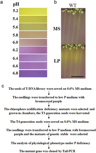 Figure 1 The rhizosphere acidification of Arabidopsis thaliana (L.) is shown on medium with the pH indicator bromocresol and the screening procedure. (a) A comparison of the color of medium containing bromocresol purple with pH. (b) The rhizosphere acidification of the wild type (WT) on the medium with indicator purple under sufficient phosphorus (P; 1.25 mM) or low-P (12.5 µm) conditions. Bar = 1 cm. MS, Murashige and Skoog media. LP, low P. (c) The screening procedure for rhizosphere acidification deficiency mutants under low P Tail-PCR, Thermal asymmetric interlaced PCR.