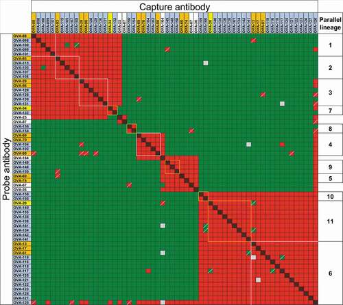 Figure 3. Binding competitions between anti-OVA antibodies in parallel lineages. Red and red/black cross-hatched squares indicate no binding of the probe antibody. Green squares indicate binding of the probe antibody. Yellow and gray squares indicate weak and indeterminate binding of probe antibody, respectively. Squares with diagonal bars indicate discordant one-way competition results within parallel lineages. Clones are highlighted in orange, yellow and blue as in Figure 2. Clones with white background are not part of parallel lineages and were used to discriminate between epitope groups. Clone OVA-164 is a clonal variant of OVA-64. Competition patterns for reference antibodies of parallel lineages 8, 9 and 10 are shown in Suppl. Fig. 6B