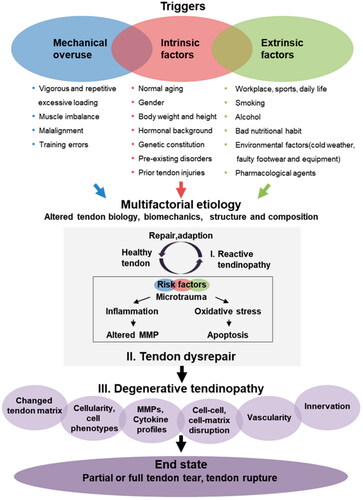 Figure 1. Diagram illustrating the pathophysiology of tendinopathy. It is theorized that a variety of risk factors, containing mechanical abuse along with intrinsic and extrinsic variables, might continuously activate the onset of tendinopathy. First, these risk factors impede adequate tendon renovation, resulting in primary reactive tendinopathy, which still can mend. In addition, the accumulation and growth of risk factors result in tendon damage, which ultimately leads to tendon degeneration. Inadequate tendon function and load capacity ultimately result in tendinopathy, which causes tendon ripping or rupture [Citation22].