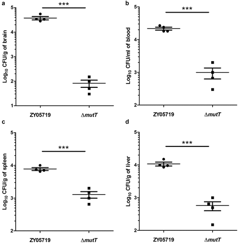 Figure 4. Colonization of the ΔmutT and wild-type strains in various tissues of mice. Mice were intraperitoneally injected with a dose of 5 × 107 CFU of ZY05719 or ΔmutT, respectively. At 24 h post-infection, the bacteria numbers recovered in the brain (a), blood (b), spleen (c), and liver (d) samples. Results were shown as the mean ± SEM from four infected mice. *P < 0.05; **P < 0.01; ***P < 0.001