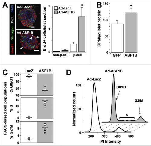 Figure 3. ASF1B overexpression induces proliferation of human β-cells. (A) Representative confocal images (60X) of intact human islets (N = 400) treated with Ad-LacZ or Ad-ASF1B, and labeled with BrdU (white) to mark proliferating cells (48 h). β-cells are identified by insulin (red), α-cells by glucagon (green) and nuclei by DAPI (blue). (B) [3H]-thymidine incorporation into human islet DNA measured 48 h after Ad-LacZ or Ad-ASF1B treatment (N = 10). (C) Flow cytometry quantitation of the % cells in G0/G1, S and G2/M phases 48 h after Ad-LacZ or Ad-ASF1B treatment of dispersed human islet cells (N = 4). (D) Representative histograms of FACS-analyzed cell cycle profiles of disrupted human islets. Data represent means ± SEM, N = 3. *, P ≤ 0.05. All comparisons are for Ad-LacZ or Ad-GFP vs. Ad-ASF1B.