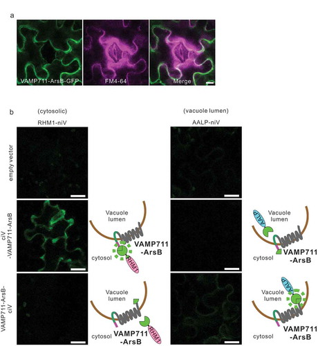 Figure 3. N-terminus of VBG is located on the cytosolic side and C-terminus is on the vacuole lumen side