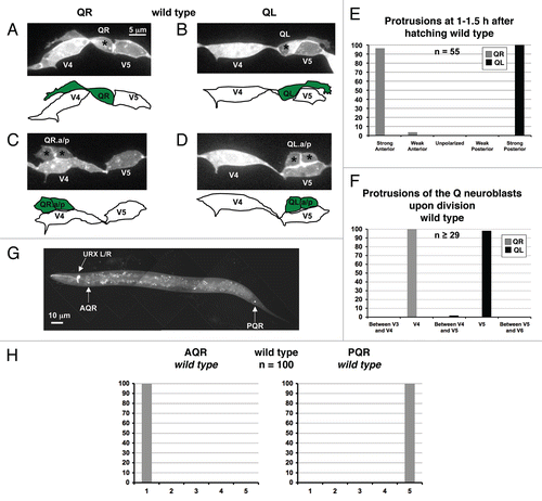 Figure 1 Protrusions and migrations of the Q neuroblasts and migrations of the AQR and PQR neurons in wild-type animals. (A–D) Confocal fluorescent micrographs of Q neuroblasts in wild-type L1 larvae visualized with scm::gfp::caax expression. Asterisks mark the position of the Q neuroblasts and the Q neuroblast descendants. Tracings of the Q neuroblasts and the Q neuroblast descendants are located beneath each micrograph. The scale bar in (A) represents 5 µm for (A–D). (A) A QR neuroblast polarizes, sending out protrusions anteriorly over the V4R seam cell at 1–1.5 h after hatching. (B) A QL neuroblast polarizes, sending out protrusions posteriorly over the V5L seam cell at 1–1.5 h after hatching. (C) A QR neuroblast divides over the V4R seam cell after migrating anteriorly at 4–4.5 h after hatching. (D) AQL neuroblast divides over the V5L seam cell after migrating posteriorly at 4–4.5 h after hatching. (E) Quantitation of the direction and extent of protrusions during the polarization stage of the Q neuroblasts at 1–1.5 h after hatching in wild-type animals. The x-axis represents the direction and extent of protrusion of the Q neuroblasts. The y-axis represents the percentage of Q neuroblasts protrusions in each of the categories along the x-axis. For both QR and QL protrusions, n = 55. (F) Quantitation of the location of the Q neuroblasts at division with respect to the adjacent seam cells in wild-type animals. The x-axis represents the location of the Q neuroblasts at division with respect to the adjacent seam cells. The y-axis represents the percentage of Q neuroblasts located at those positions. For both QR and QL migrations, n ≥ 29. (G) Epifluorescent micrograph of the AQR and PQR neurons in a wild-type L4 larvae visualized with Pgcy-32::gfp. The scale bar in (G) represents 10 µm. (H) Quantitation of the final migratory positions of the AQR and PQR neurons in wild-type animals. The x-axis represents the final position of the AQR and PQR neurons along the anterior-posterior axis of the animal as described in the Materials and Methods section. The y-axis represents the percentage of AQR and PQR neurons located at those positions along the anterior-posterior axis. See Materials and Methods for scoring criteria. For both cases, n = 100.