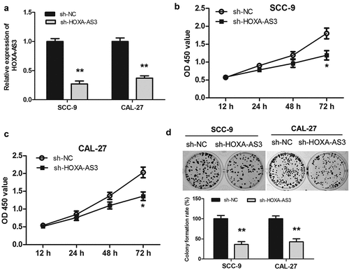 Figure 2. HOXA-AS3 knockdown inhibited OSCC cell proliferation and colony formation in vitro and in vivo. (a) Transfection efficacy of sh-HOXA-AS3 in SCC-9 and CAL-27 cells. (b, c) Cell Counting Kit-8 assay showed that HOXA-AS3 knockdown inhibited cell proliferation in SCC-9 and CAL-27 cells. (d) Colony formation assay showed that HOXA-AS3 knockdown significantly reduced the number of colonies. *P < 0.05, **P < 0.01