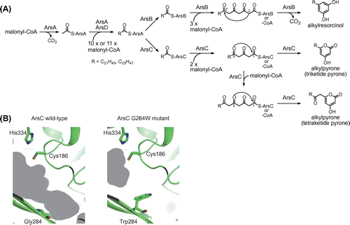 Fig. 5. The ArsB and ArsC reactions in the biosynthesis of phenolic lipids.