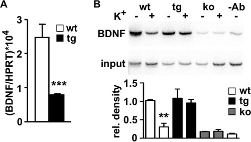 FIG 6 DREAM directly regulates activity-dependent BDNF gene expression. (A) Real-time qPCR of BDNF levels in wild-type (wt) and transgenic (tg) hippocampus. Values are normalized with respect to HPRT mRNA content. Results are the means ± SEM of 8 to 12 mice. ***, P < 0.001 (one-way ANOVA, Tukey's multiple comparison). (B) Chromatin immunoprecipitation assay of promoter IV of the BDNF gene using chromatin isolated from primary cultured neurons from wild-type (wt) and transgenic (tg) embryos before and after potassium depolarization. Cultured neurons from DREAM knockout (ko) embryos or exclusion of the antibody (-Ab) in the immunoprecipitation of wild-type chromatin were included as negative controls. Autoradiogram of the semiquantitative PCR is shown. The densitometric quantification results shown at the bottom are the means ± SEM from four experiments. **, P = 0.0022 versus wt nonstimulated (n = 3, two-tailed, unpaired t test).