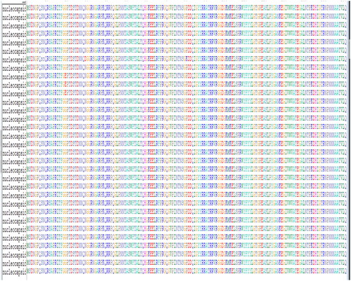 Figure 6. Alignment of nucleocapsid proteins.