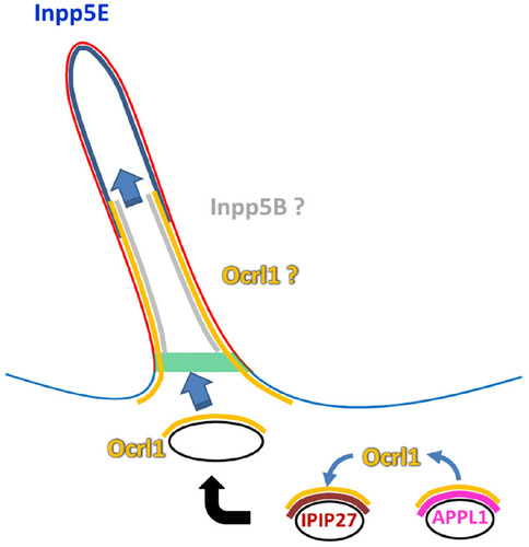 Figure 5 Putative phosphatase relay model.