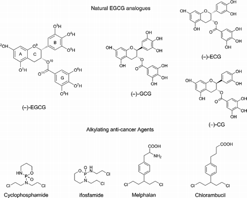 Figure 2 . Chemical structures of the green tea catechins and of the alkylating anti-cancer drugs docked. The oxygen numbering scheme and the ring nomenclature [Citation43] used throughout the text is indicated only for ( − )-EGCG.