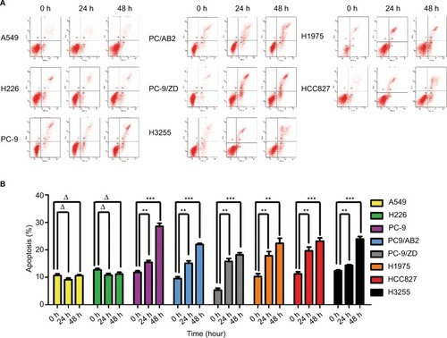 Figure 3 Flow cytometry-based apoptosis detection in WT EGFR and EGFR-mutated NSCLC cells in response to X-ray irradiation at a single dose of 4 Gy for the times indicated.Notes: (A) The original flow cytometry results. (B) Column graph for A. Data are expressed as the mean ± SD; **P<0.01 vs control group without irradiation (0 hour); ***P<0.001, ΔP>0.05, (n=3).Abbreviations: WT, wild-type; NSCLC, non-small-cell lung cancer.