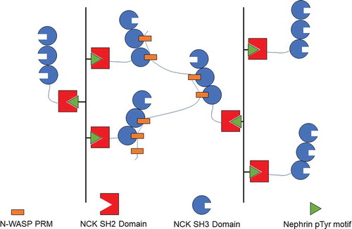 Figure 3 The nephrin–NCK–N-WASP system is an example of a phase separation resulting from multivalent interactions. This figure depicts the interactions formed by nephrin, NCK, and N-WASP. As phosphorylated nephrin is introduced into the system the effective valency is increased and phase separation occurs at lower concentrations. This system shows that multivalent interactions can promote protein phase separation