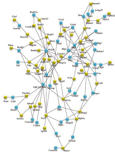 Figure 4. STRING analysis revealed protein interaction networks in SFO phosphoproteome in NC/NS comparison group. Interactions of the identified phosphoproteins were mapped using Search Tool for the Retrieval of Interacting Genes/Proteins database version 9.0 with a confidence cutoff of 0.6. Proteins are presented as nodes connected by lines in the resulting protein association network. The yellow node is the target protein, and the blue node is the other protein that does not directly interact with the target protein. NS: sham operation + normal salt diet; NC: 5/6 Nx + normal salt diet; 5/6 Nx: 5/6 nephrectomy; SFO: subfornical organ.