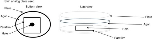 Figure 1 Percutaneous model.