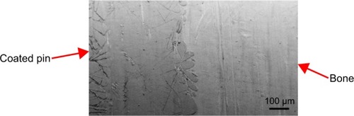 Figure 7 Field emission scanning electron micrograph of the contact area between bone and the coated pin after explantation.