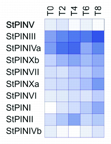 Figure 2. Heat map of expression of the StPINs in stages T0 to T8 of the developmental series, 0 to 8 d after induction to tuberise, shades of blue represent fold increase in the expression of the corresponding gene and white indicates the lowest expression detected. Lowest expression is detected for StPINVb at stage T4 (C(t) = 36.29), and highest expression is detected for StPINIII at stage T8 (C(t) = 25.14).