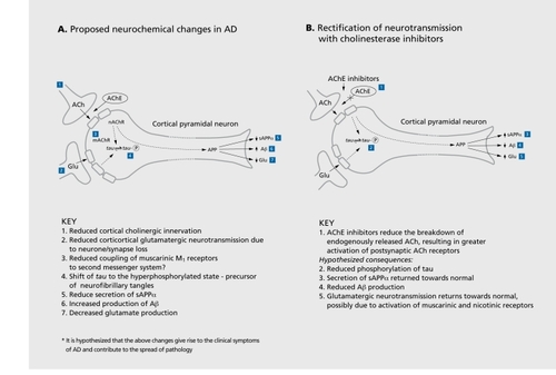 Figure 3. 3. Schematic diagram of a neuron representing (A) alterations in neurotransmission in Alzheimer's disease and (B) the hypothetical mode of action of acetylcholinesterase inhibitors. ACh, acetylcholine; AChE, acetylcholinesterase; Glu, glutamate; mAChR, ACh muscarinic receptor; nAChR; ACh nicotinic receptor; sAPPα, the alpha secretory product of amyloid precursor protein; Aβ, β-amyloid protein.Reproduced from reference 166: Francis PT, Palmer AM, Snape M, Wilcock GK. The cholinergic hypothesis of Alzheimer's disease: a review of progress. J Neurol Neurosurg Psychiatry. 1999;66:137-147. Copyright © 1999, Journal of Neurology Neurosurgery, and Psychiatry.