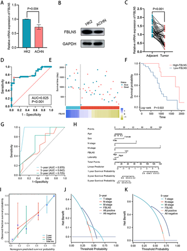 Figure 7 FBLN5 was a potential prognostic gene for children and young adults with KIRC. (A) FBLN5 expression was lower in ACHN compared to HK2 cell line in mRNA level; (B) FBLN5 expression was lower in ACHN compared to HK2 cell line in protein level; (C) FBLN5 expression was lower in tumor tissues compared to adjacent normal tissues; (D) ROC curves for the diagnostic of FBLN5 in children and young adults with KIRC; (E) The survival time and the relative expression of FBLN5 for the 48 patients; (F) The Kaplan-Meier curve showed the impact of FBLN5 expression on the survival in children and young adults with KIRC; (G) FBLN5 showed a good value in predicting the prognosis of KIRC in children and young adults using the time dependent ROC; (H) A predictive nomogram based on the FBLN5 risk score and other clinicopathological variables predicted the 1-, 3-, and 5-year survival in children and young adults with KIRC; (I) Calibration curves indicated the agreement between anticipated and actual survival rates after 1, 3, and 5 years; (J and K) DCA diagrams based on FBLN5 expression and tumor stage.