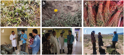 Figure 2. Aromatic Uyghur medicinal plants and field interview. (a) Gentiana scabra Bunge, (b) Papaver somniferum L., (c) commercially available Artemisia rupestris L., (d) field interview about Ziziphora clinopodioides Lam., (e) field interview about aromatic Uyghur medicinal plants in ethnological hospital, (f) field interview about Melissa officinalis L. with retired ethnological doctor.