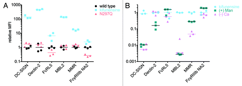 Figure 7. Glycan preference and buffer dependence of non-classical FcR. A. The relative ability of VRC-01 produced by untreated (wildtype) or kifunensine-treated cells and a non-glycosylated mutant (N297Q), to bind to DC-SIGN, Dectin-2 FcRL5, MBL2 and MMR was assessed. The MFI observed for each of 3 replicates relative to the mean MFI observed for wildtype VRC-01 is presented. B. The calcium-dependence and ability of mannan (+ Man) to compete for binding of VRC-01 produced with kifunensine treated cells against a panel of FcR is presented.