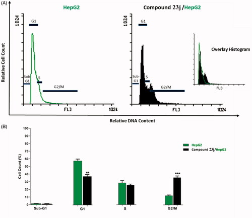 Figure 6. Cell cycle analysis of HepG2 cells treated with compound 23j. **p < .01 and ***p < .001.