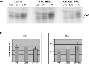 Figure 6 EGF and TPA stimulate similar levels and patterns of phosphorylation of wt and mutant Cx43. (A) MDCK cells, stably transfected with Cx43 wt, Cx43Δ I382, and Cx43Δ378–382, were plated, allowed to attach to dishes for 6 h, then serum-starved overnight in medium containing 0.5% FCS. Cells were labeled in phosphate- and serum-free medium containing 1 mCi/ml 32Pi for 2 h and treated with either EGF (100 ng/ml, USB) or TPA (100 ng/ml, Sigma) for the last 30 min. Cells were harvested, lysed, and immunoprecipitated with Cx43 CT241 polyclonal antibody. Immunoprecipitates were resolved by SDS-PAGE and the dried gel was autoradiographed to visualize wt Cx43 (exposed for 6 h) and the mutant Cx43 ΔI382 and Δ378–382 (exposed for 18 h). (B) Increases in phosphorylation of wt and mutant Cx43 stimulated by EGF or TPA relative to untreated controls were quantitated from the gel images of two experiments using the Quantity One software (Bio-Rad). Left panel: average increase in phosphorylation due to EGF treatment (wt Cx43–38%, Cx43ΔI382–39%, Cx43Δ 378–382-35%). Right panel: average increase in phosphorylation due to TPA treatment (wt Cx43–78%, Cx43ΔI382–105%, Cx43Δ 378–382-127%). Bars represent the standard deviation values.