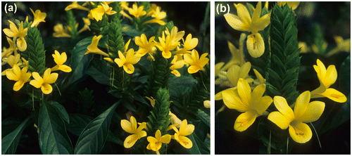 Figure 1. Barleria oenotheroides: Inflorescences with flowers showing dark green leaves (A) and close-up of a spike with flowers (B). From plants cultivated at the San Francisco Conservatory of Flowers (San Francisco, CA, USA). Photographs by T.F. Daniel.