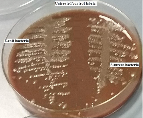 Figure 2. Bacterial growth conditions on the control fabric.