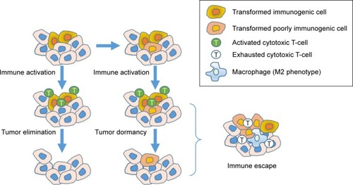 Figure 2 Escaping immune surveillance.