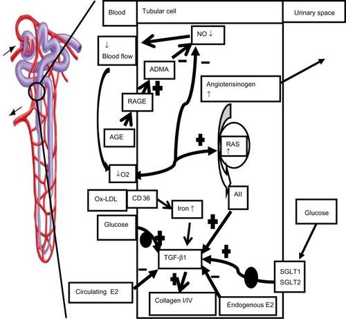 Figure 1 Proposed mechanisms of tubular dysfunction in diabetes mellitus