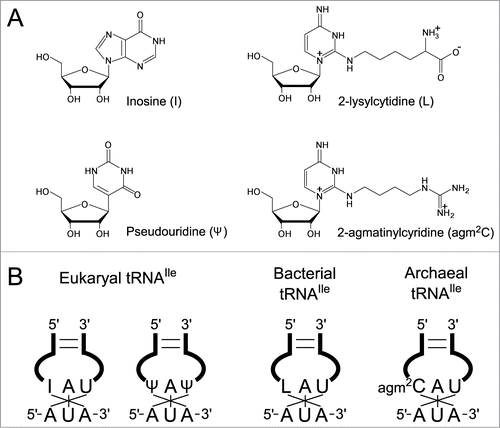 Figure 1. Wobble modifications in tRNAs required to decipher AUA codons in 3 domains of life. (A) Chemical structures of modified nucleosides found at the first letter of anticodons in tRNAs responsible for AUA codons. (B) Anticodons with wobble modifications in tRNAs for AUA codons in 3 domains of life.