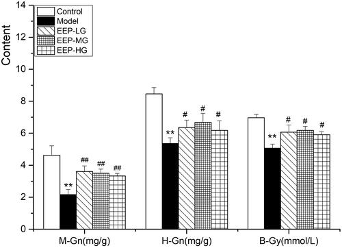 Figure 4. Effects of EEP on M-Gn, H-Gn and B-Gy in fatigued rats. The data are means ± SD (n = 8). **p < 0.01 vs. control alone. #p < 0.05, ##p < 0.01 vs. the model.