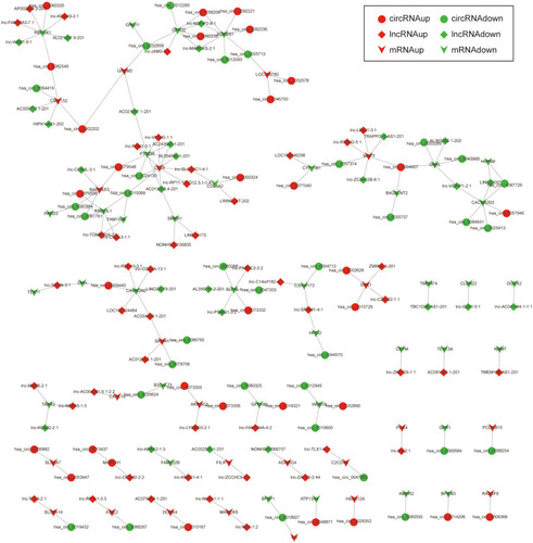 Figure 5 The circRNA-lncRNA-mRNA network. The round nodes represent DEcircRNAs, the rhombic nodes represent DElncRNAs, the v-type nodes represent DEmRNAs. The up or down-regulated genes are represented in red and green, respectively.