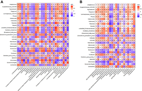Figure 5 Heatmap between different genera of intestinal microbiota and metabolites in CLP and GM groups. Red, positive correlation; blue, negative correlation. × mean P < 0.05. (A) Positive ion mode. (B) Negative ion mode.
