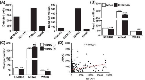 Figure 4. Expression correlation between EV-A71 RNA and viral receptors in differentiated enterocytes. (A) Numbers of cells positive for SCARB2, SELPLG, ANXA2, and WARS expression as detected by the single-cell sequencing are shown in the bar graph on the left, and the corresponding read counts of respective genes are depicted in right panel. (B) Average sequencing read counts of SCARB2, SELPLG, and WARS genes in the Mock and infected clusters were determined and presented, and statistical significance was assessed by student’s t-test. (C) Cells were clustered based on detectable EV-A71 RNA expression, and average read counts of SCARB2, SELPLG, and WARS genes in these clusters are shown. (D) Pearson’s correlation analysis for coordinated expression between ANXA2 and EV-A71 RNA in the infected culture was performed, with the regression line (red dotted line) and statistical significance (p-value) of the analysis also depicted