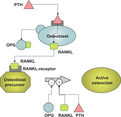 Figure 1 The role of RANKL, RANK, and OPG in the bone remodeling process.Notes: PTH stimulates osteoblasts to secrete RANKL which then stimulates osteoclast precursors to become active. Osteoprotegerin (OPG) is a competitive inhibitor of RANKL and thus blocks RANKL from activating osteoclasts. PTH is secreted by some forms of cancer, including breast cancer cells, and PTH is secreted by the parathyroid glands. PTH is not the only stimulator of osteoblast differentiation and this study utilized dexamethasone for similar purposes. In addition, we used vitamin D3 to induce osteoblast differentiation from bone-marrow cells as well as calcitonin to inhibit osteoclast functions.Abbreviations: PTH, parathyroid hormone; RANK, receptor activator of nuclear factor κB; RANKL, RANK ligand.