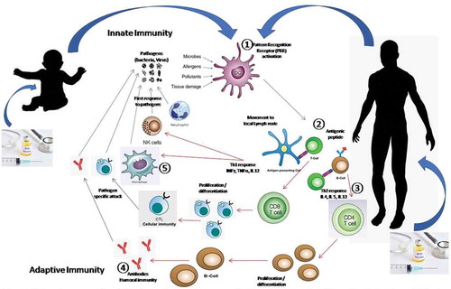 Figure 1. Innate and adaptive immune response to a pathogen (Virus/Bacteria/Parasite)