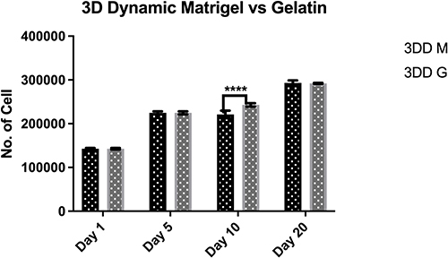 Figure 4 Proliferation of human induced pluripotent stem cells encapsulated within alginate hydrogel red gelatin (3DD G) or alginate hydrogel+ Matrigel™ (3DD M) in 3D dynamic culture.