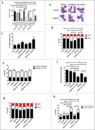 Figure 3. Olaparib potentiates anti-leukaemogenic activity of conventional chemotherapy in MLL leukemia. (a) Quantification of the number of colonies formed by MLL-AF9 LSCs in varying concentration of chemotherapy agents and/or in combination with 1 µM olaparib. Unpaired t-test was performed between indicated samples. Statistical significances are as indicated, *p < 0.05, ***p < 0.001. (b) Cell morphology of MLL-AF9 LSCs treated with chemotherapy agents, olaparib or in combination. (c) Data shows percentage of cell that undergoing differentiation characterized by NBT-positive following treatment with chemotherapy agents, olaparib or in combination. (d) Summary of cell cycle analysis showing relative percentage of cells in G0/G1, S and G2/M phases are indicted. Unpaired t-test was performed between samples, Statistical significances are as indicated, *p < 0.05, ** p < 0.01. (e) Quantification of percentage of Annexin V positive cells treated with chemotherapy treatments and/or in combination with olaparib. (f) Relative proliferation of patient-derived MLL-AF9 leukemic cell line, MOLM13 treated with chemotherapy, olaparib or in combination. Unpaired t-test was performed between indicated samples. Statistical significances are as indicated, ** p < 0.01, ***p < 0.001. (g) Summary of cell cycle analysis showing relative percentage of MOLM13 cells in G0/G1, S and G2/M phases after treatment. (h) Quantification of percentage of Annexin V positive MOLM13 cells treated with chemotherapy, olaparib or in combination. Unpaired t-test was performed between samples. Statistical significances are as indicated ** p < 0.01, ***p < 0.001.