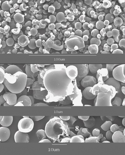 Figure 4 SEM microstructure of cassava starch granules homogenized at 100 MPa.